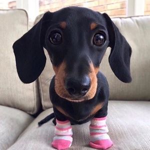 Meet your Posher, Chelsea